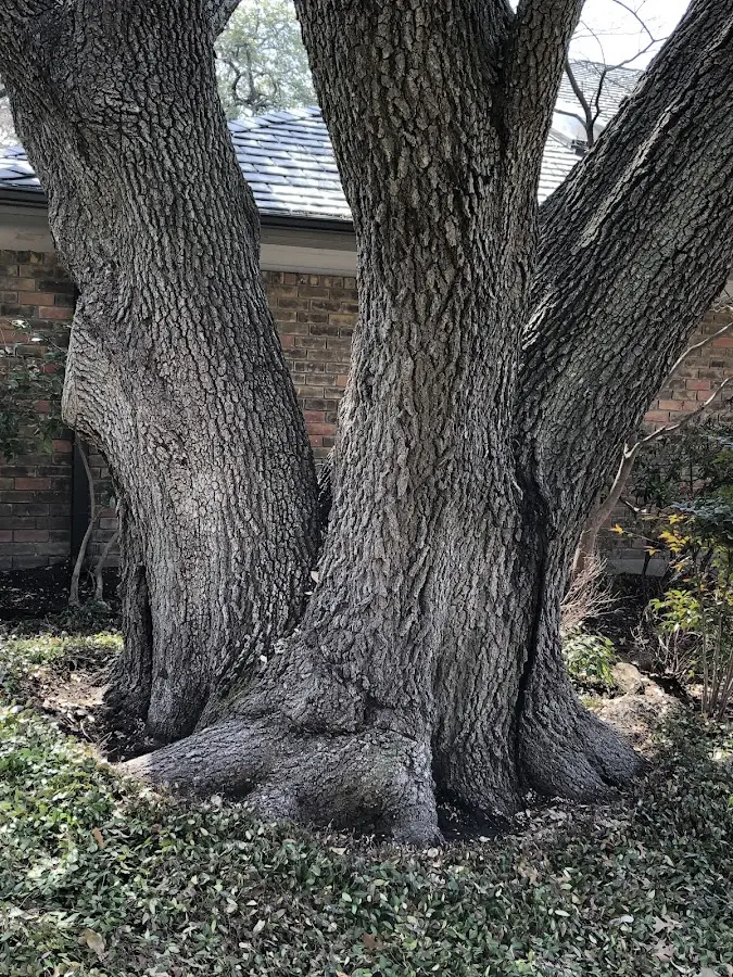 Mature heritage tree close to a Grand Isle property cared for by certified arborists